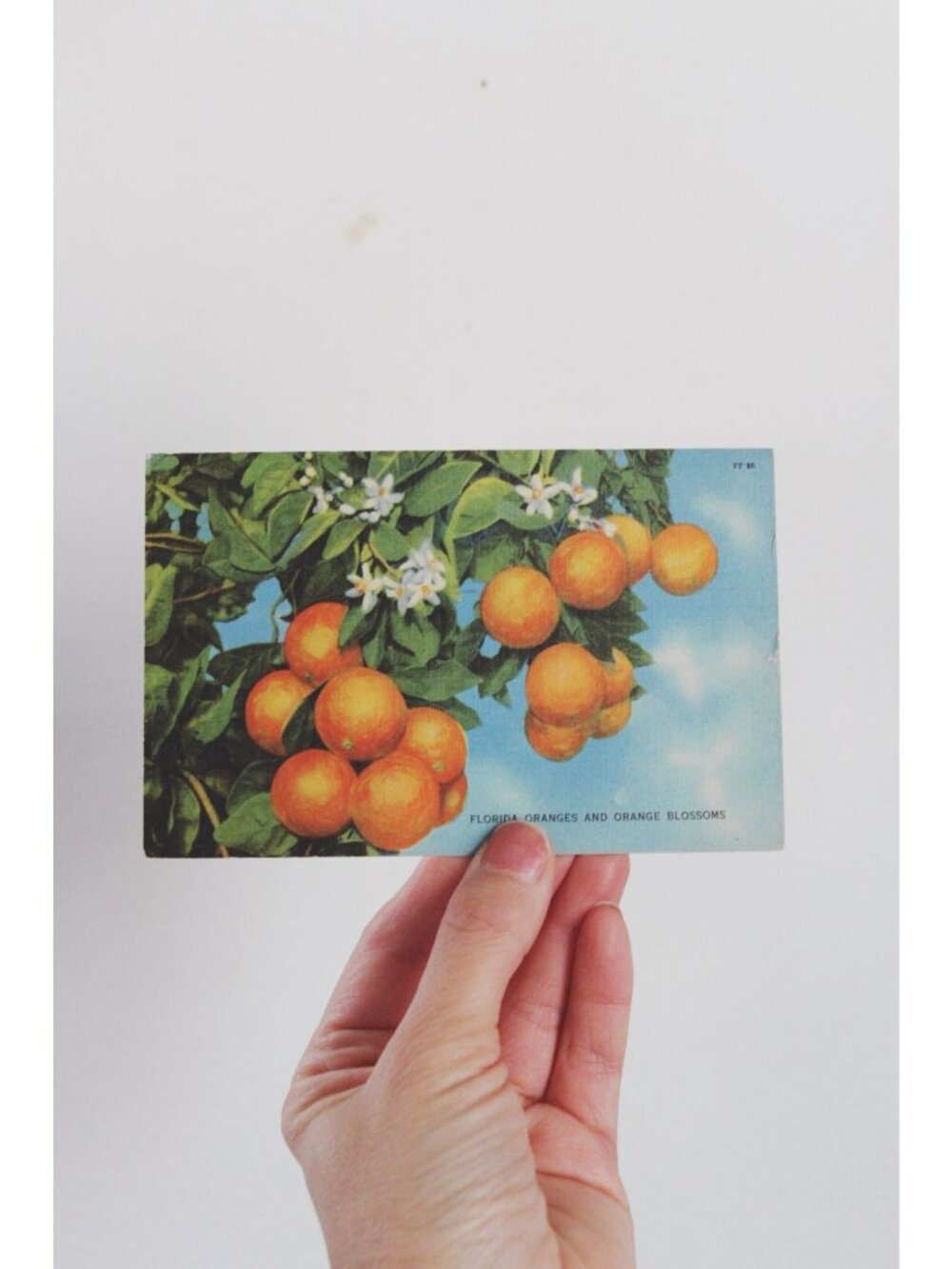 Vintage Florida Postcard Oranges & Blossoms With Handwritten Note & Stamp